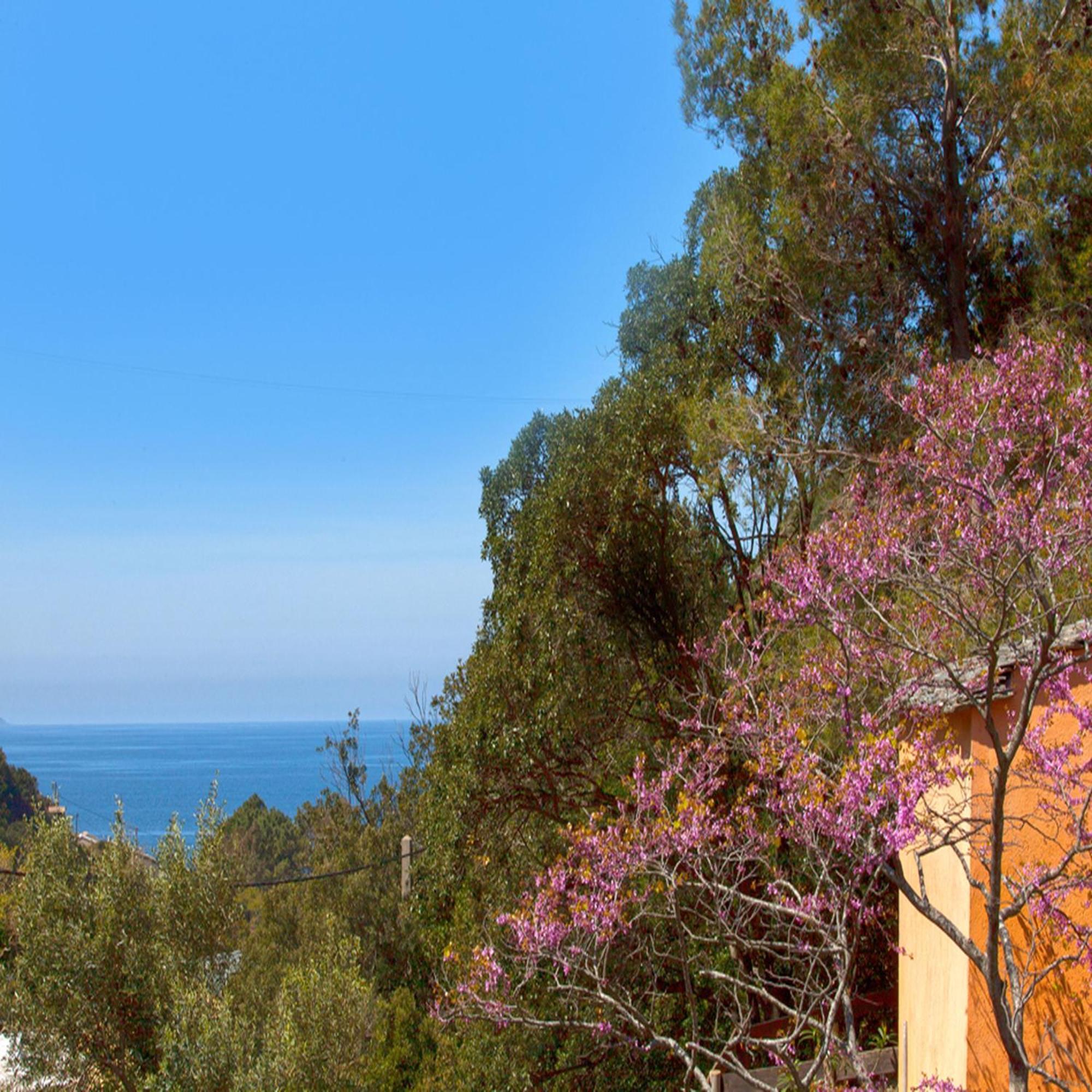 Les Gites Du Cap Corse ノンザ 部屋 写真